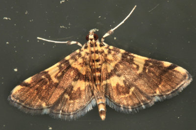 5176 - Yellow-spotted Webworm Moth - Anageshna primordialis