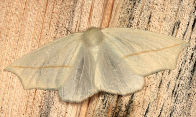 6964 - White Slant-Line - Tetracis cachexiata