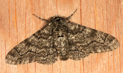 6640 - Pepper & Salt Geometer - Biston betularia