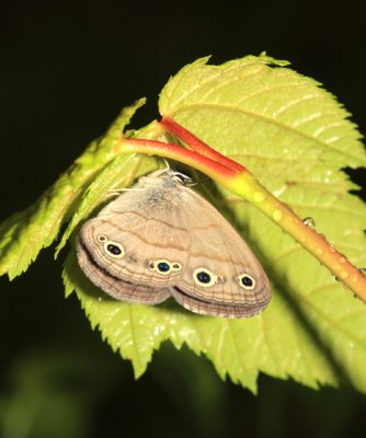 Little Wood Satyr sheltering from the rain - Megisto cymela