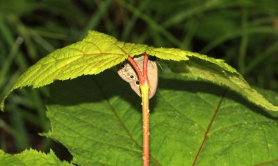 Little Wood Satyr sheltering from the rain - Megisto cymela