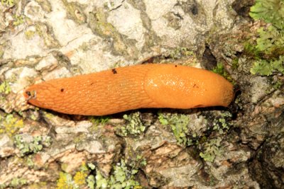Western Dusky Slug - Arion subfuscus 