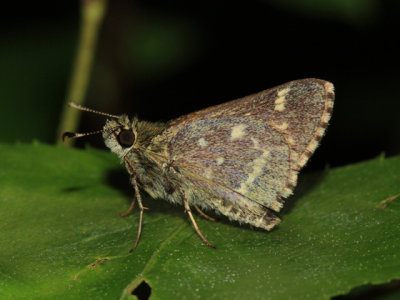 Pepper and Salt Skipper - Amblyscirtes hegon