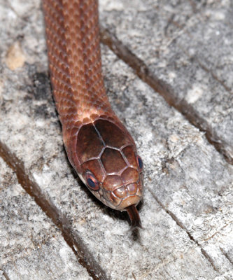 Northern Red-bellied Snake - Storeria occipitomaculata occipitomaculata