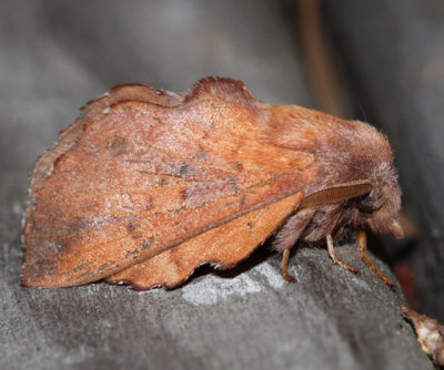 7687 - Lappet Moth - Phyllodesma americana