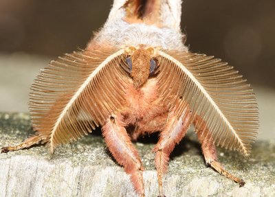 7757 - Polyphemus Moth - Antheraea polyphemus