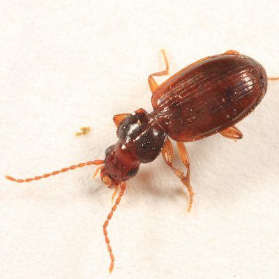 Ground Beetles - Tribe Trechini