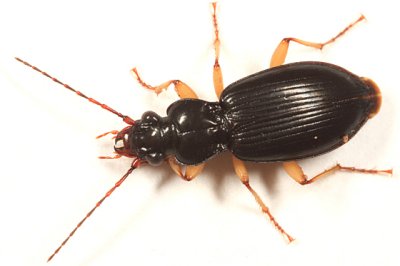 Patrobus longicornis