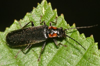 Rhagonycha angulata