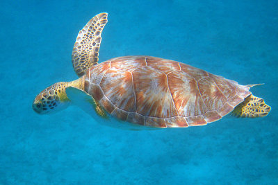 Green Turtle - Chelonia mydas