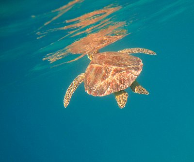 Green Turtle - Chelonia mydas