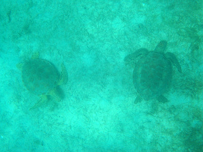 Green Turtle - Chelonia mydas