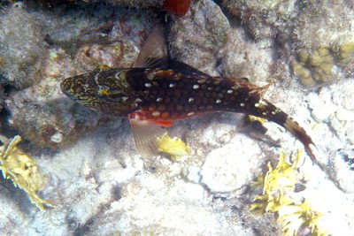 female Stoplight Parrotfish - Sparisoma viride