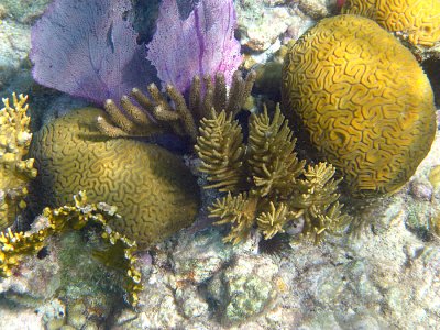 Grooved Brain Coral - Diploria labyrinthiformis, Common Sea Fan - Gorgonia ventalina, Corky Sea Fingers - Briareum asbestinum