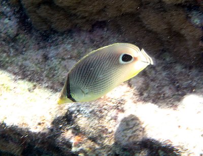 Four-eyed Butterfly Fish - Chaetodon capistratus