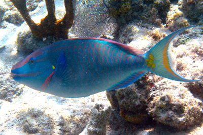 St. John, USVI Fish Pictures