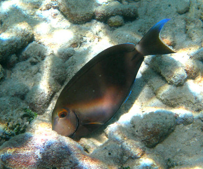 Caribbean Ocean Surgeonfish - Acanthurus tractus