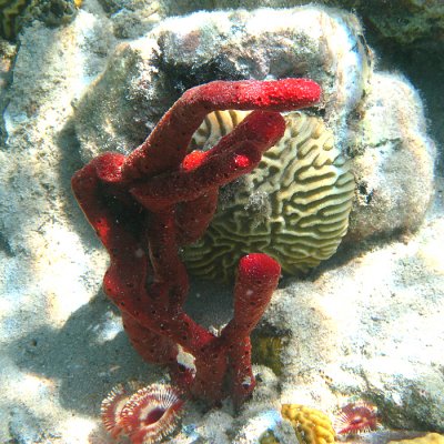 Erect Rope Sponge - Amphimedon cornpressa & Large-grooved Brain Coral - Colpophyllia natans