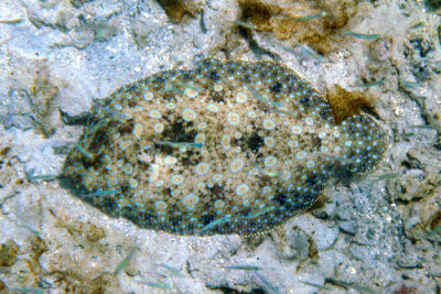  Atlantic Peacock Flounder - Bothus lunatus 