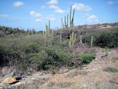 Aruba landscape