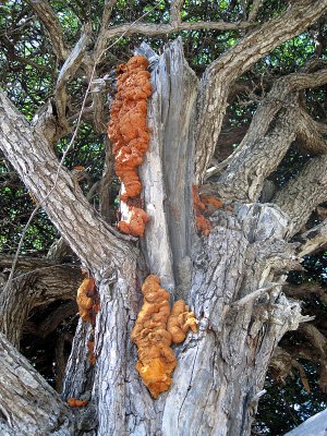 Fungus on a tree