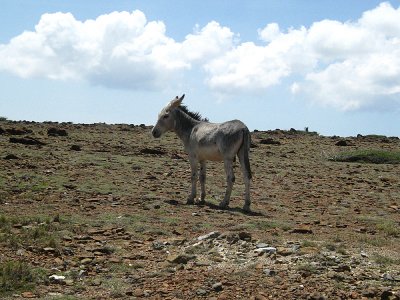 Mule walking around loose on Aruba