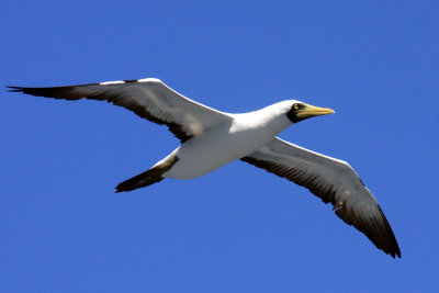 Masked Booby - Sula dactylatra