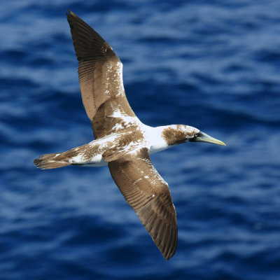 Masked Booby - Sula dactylatra