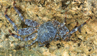 Sally Light-foot Crab - Grapsus grapsus