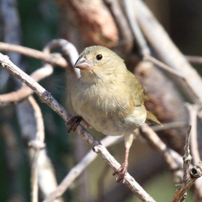 Black-faced Grassquit - Tiaris bicolor