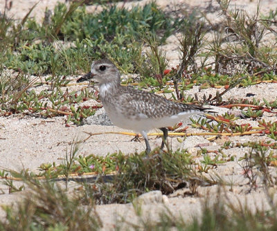 American Golden Plover - Pluvialis dominica