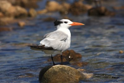 Royal Tern - Sterna maxima