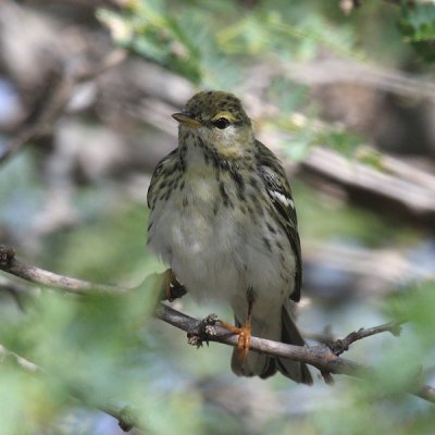 Blackpoll Warbler - Dendroica striata