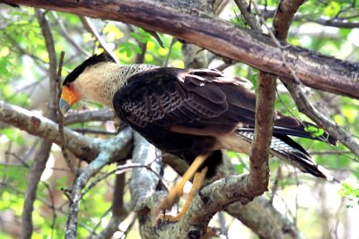 Crested Caracara - Caracara plancus