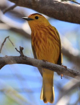 Yellow Warbler - Dendroica petechia