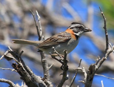 Rufous-collared Sparrow - Zonotrichia capensis