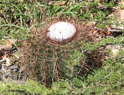 Melocactus sp.