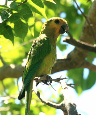 Brown-throated Parakeet - Aratinga pertinax