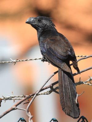 Groove-billed Ani - Crotophaga sulcirostris