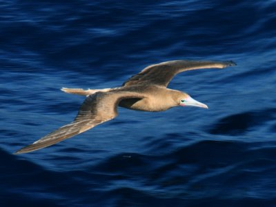 Red-footed Booby - Sula sula