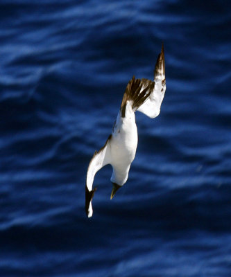 Masked Booby - Sula dactylatra (diving)