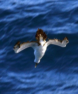 Masked Booby - Sula dactylatra (diving)