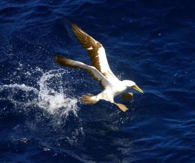 Masked Booby - Sula dactylatra (taking off)