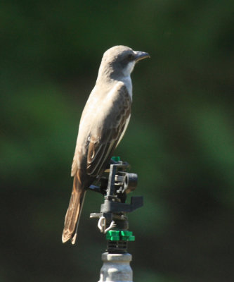 Gray Kingbird - Tyrannus dominicensis