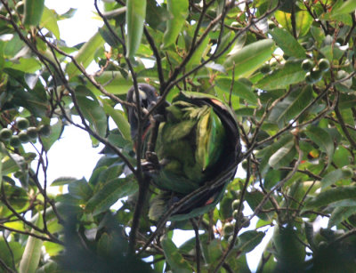 Red-necked Parrot - Amazona arausiaca
