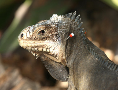 Lesser Antillean Iguana - Iguana delicatissima