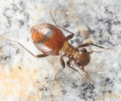 Bertkauia crosbyana