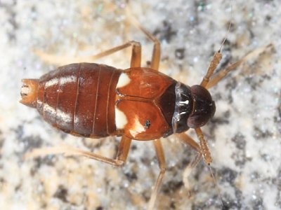 Pissonotus guttatus