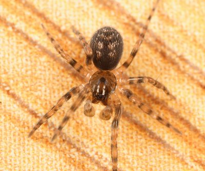 Cybaeid Spiders - Cybaeidae