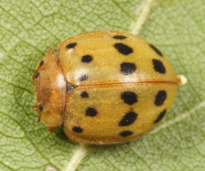 Mexican Bean Beetle - Epilachna varivestis